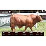 LOTE 11 - BRANGUS ROJO