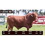 LOTE 12 - BRANGUS ROJO