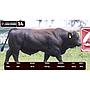 LOTE 14 - BRANGUS NEGRO