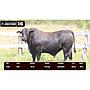 LOTE 16 - BRANGUS NEGRO