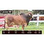 LOTE 17 - BRAHMAN ROJO