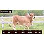 LOTE 18 - BRAHMAN ROJO