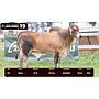 LOTE 19 - BRAHMAN ROJO