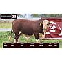 LOTE 23 - BRAFORD