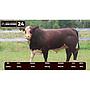 LOTE 24 - BRAFORD