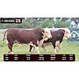 LOTE 25 - BRAFORD