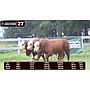 LOTE 27 - BRAFORD
