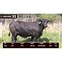 LOTE 32 - BRANGUS NEGRO