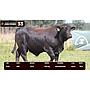 LOTE 33 - BRANGUS NEGRO