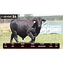 LOTE 34 - BRANGUS NEGRO