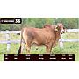 LOTE 36 - BRAHMAN ROJO