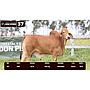 LOTE 37 - BRAHMAN ROJO