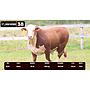 LOTE 38 - BRAFORD