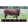 LOTE 41 - BRAFORD