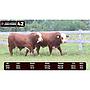 LOTE 42 - BRAFORD