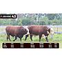 LOTE 43 - BRAFORD