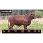 LOTE 46 - BRANGUS BARCINO