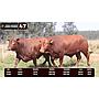 LOTE 47 - BRANGUS ROJO