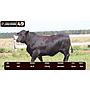 LOTE 49 - BRANGUS NEGRO