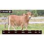 LOTE 51 - BRAHMAN ROJO