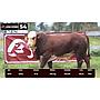 LOTE 54 - BRAFORD