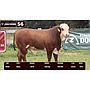 LOTE 56 - BRAFORD