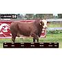 LOTE 58 - BRAFORD