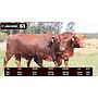 LOTE 61 - BRANGUS ROJO