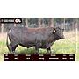 LOTE 64 - BRANGUS NEGRO