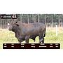 LOTE 65 - BRANGUS NEGRO