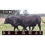 LOTE 66 - BRANGUS NEGRO
