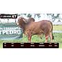 LOTE 67 - BRAHMAN ROJO