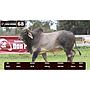 LOTE 68 - BRAHMAN BLANCO