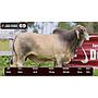 LOTE 69 - BRAHMAN BLANCO